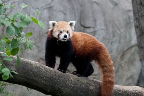 panda2