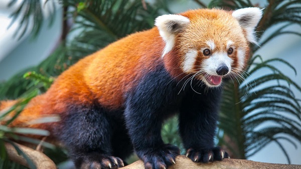 panda1