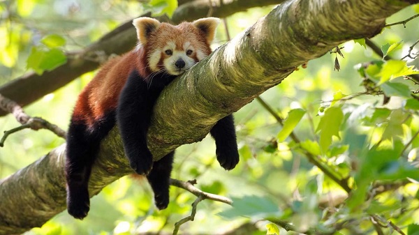 panda3
